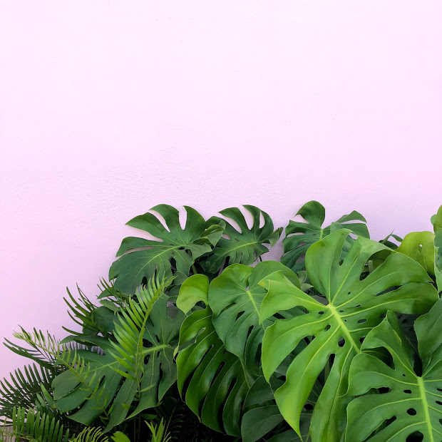 Pink wall with monstera leaves