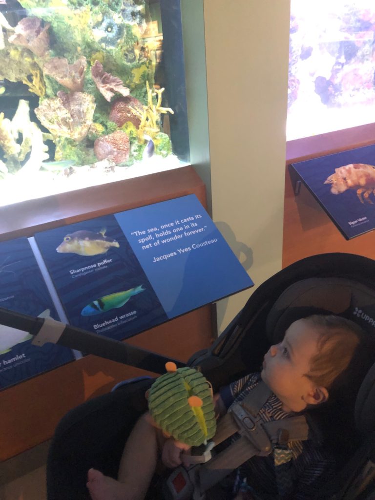 baby at the aquarium at the South Florida Science Center