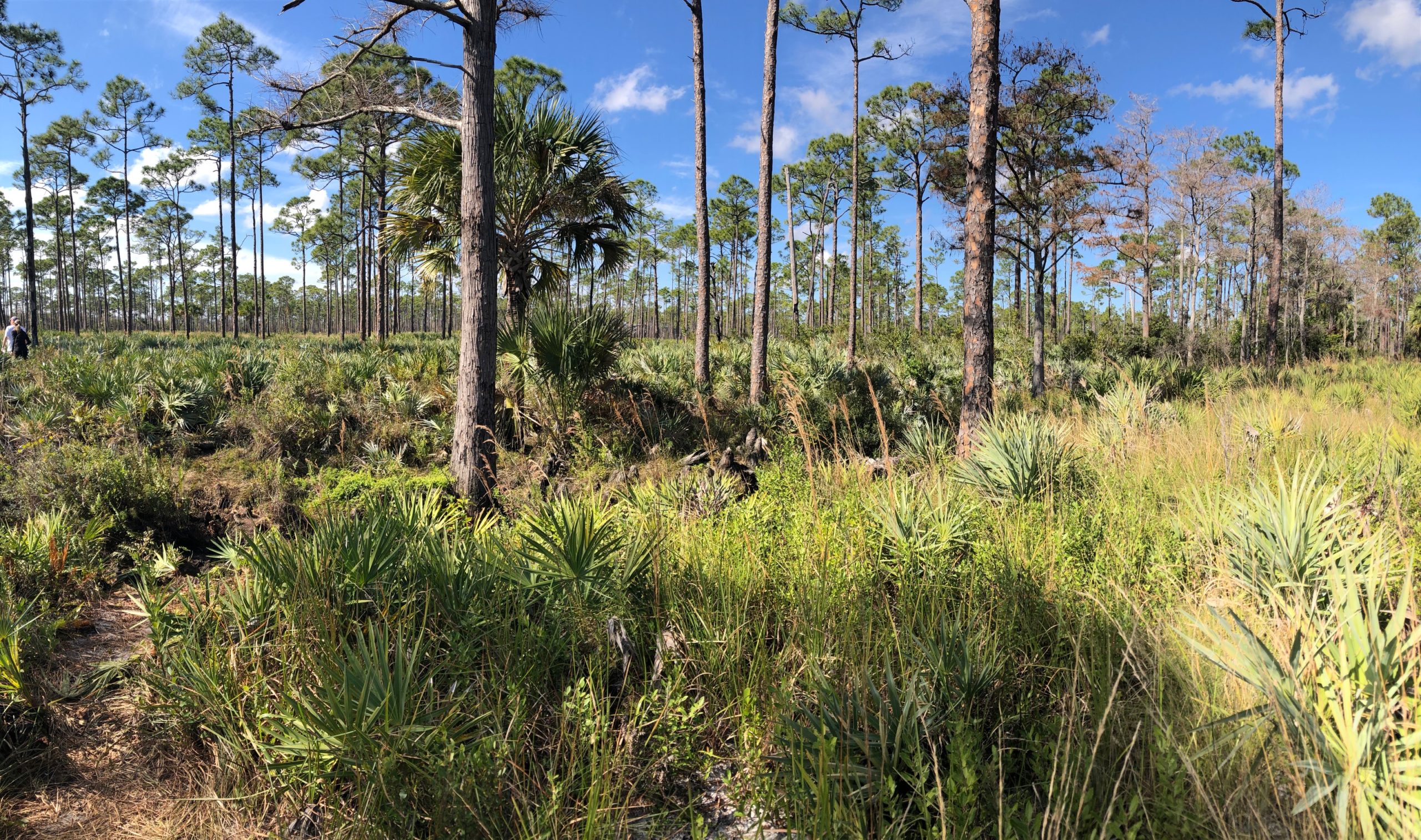 Hiking in Jonathan Dickinson State Park