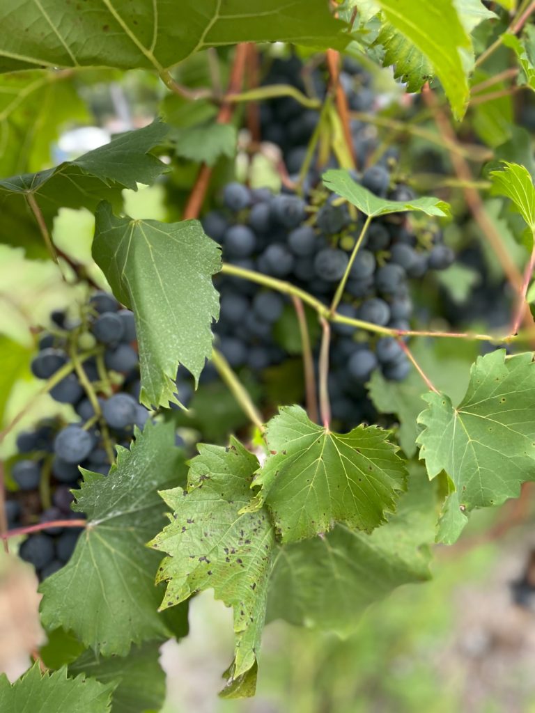 grapes at Arrington Vineyard