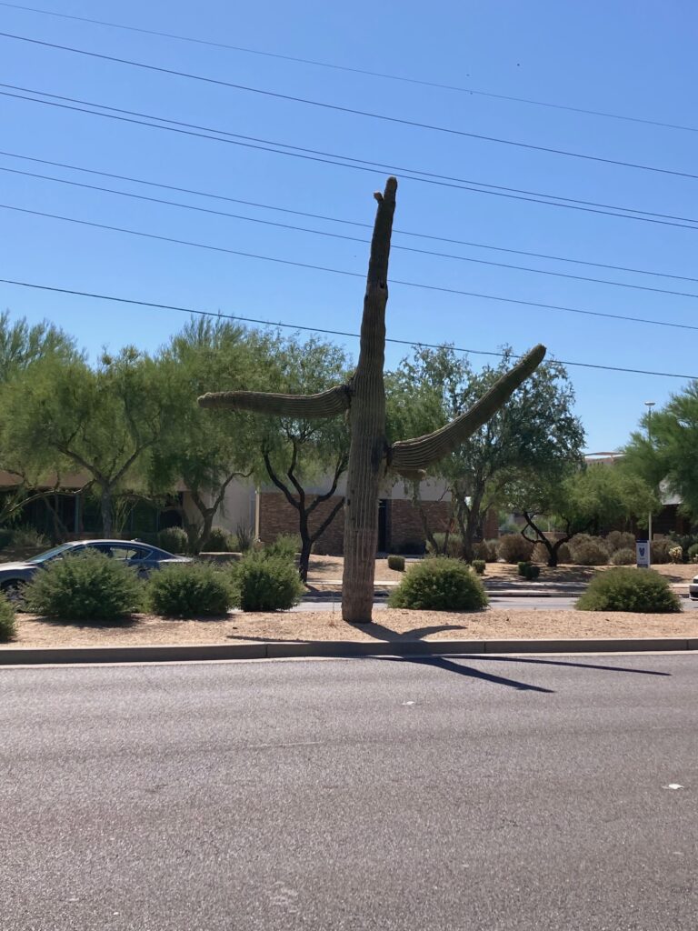 Cactus in Scottsdale, Arizona