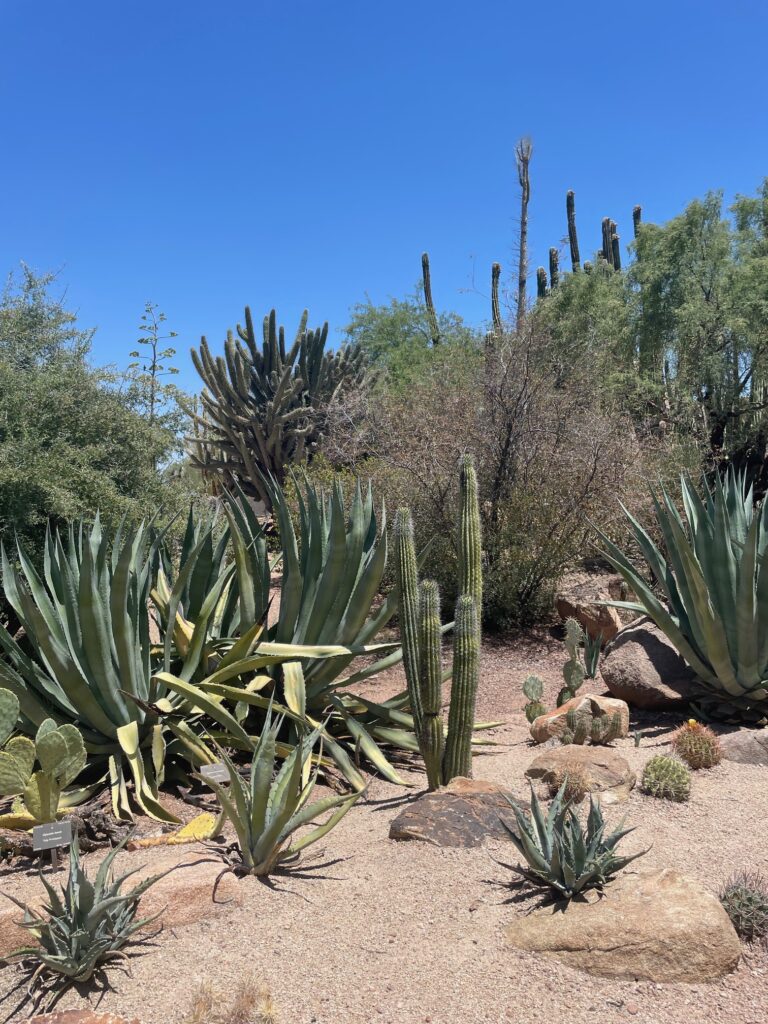 lots of cacti in Desert Botanical Gardens Scottsdale