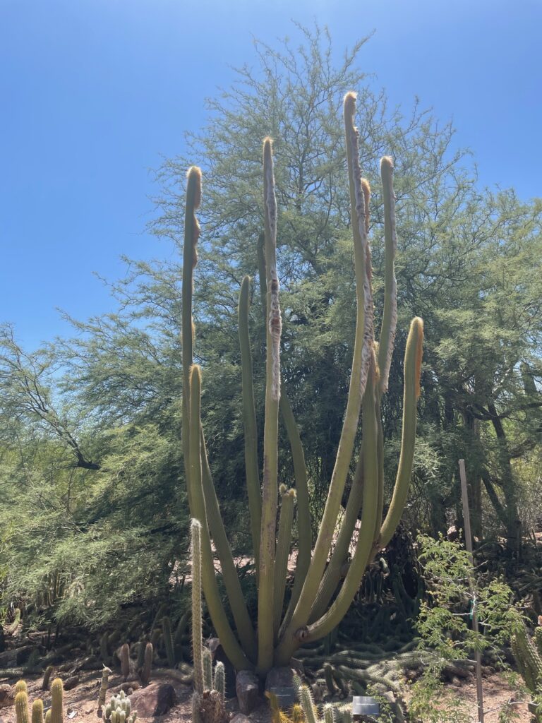 tall cactus in Desert Botanical Gardens